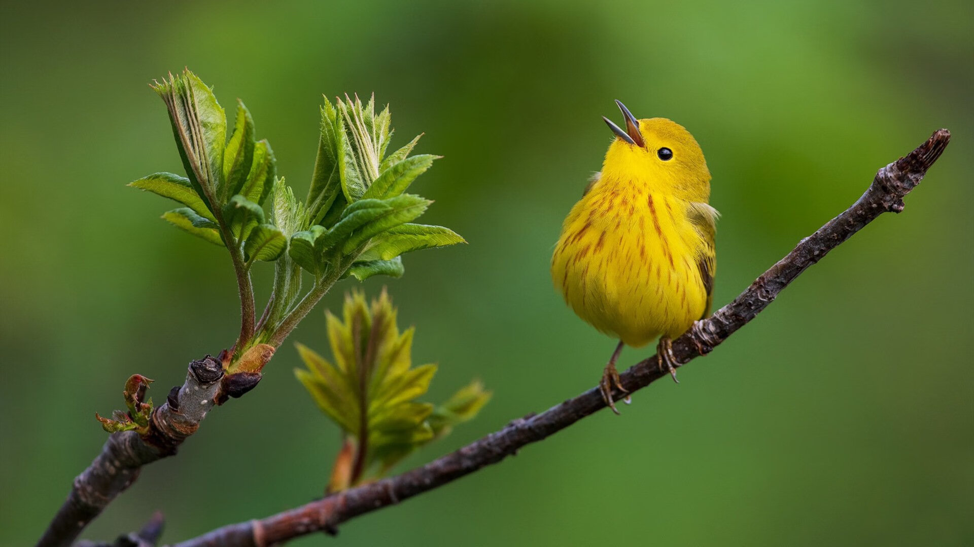 关键战役：决定年度冠军的关键比赛，关键之战
