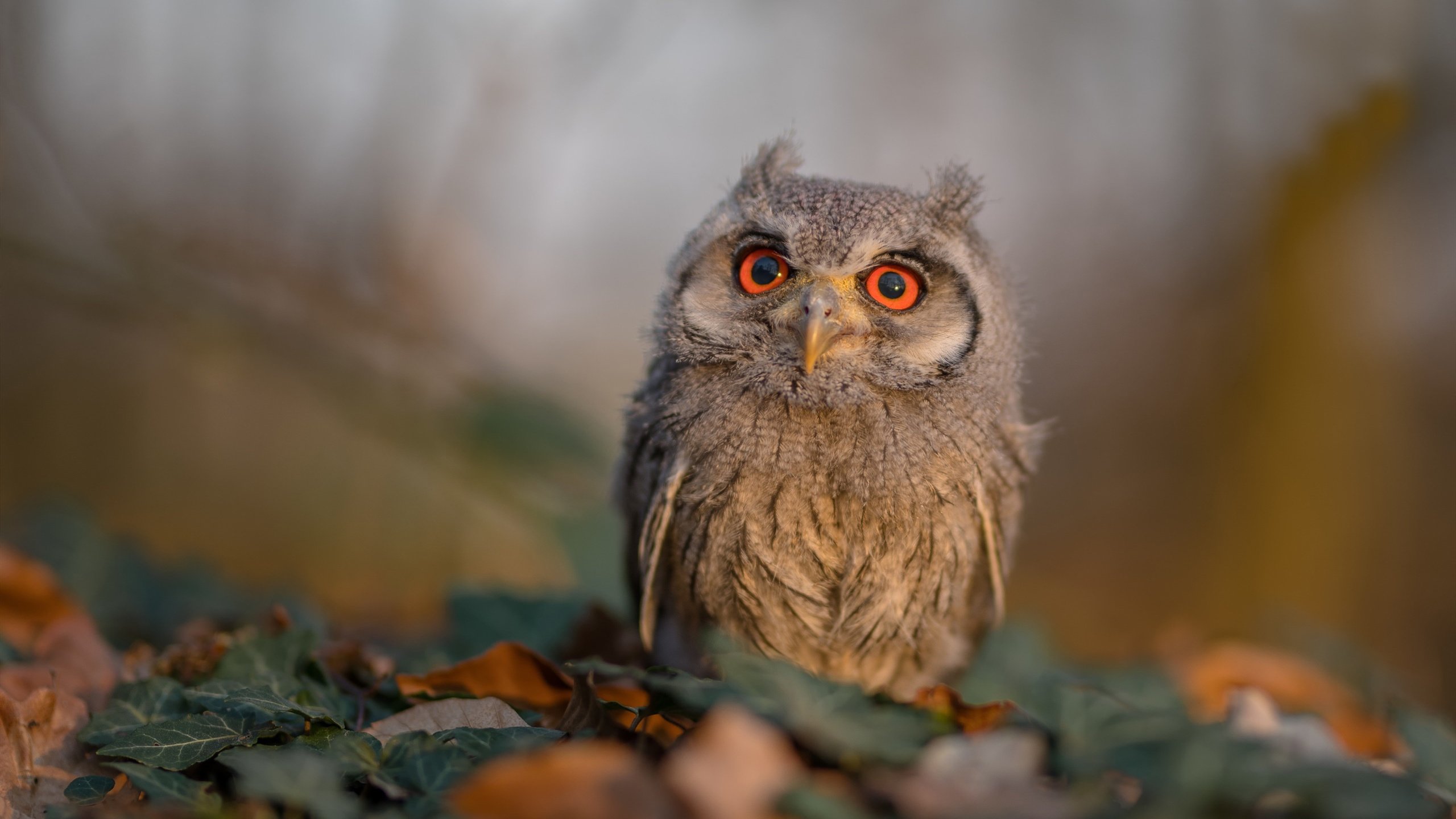 _闪电音速冲刺:极速赛车未来新模样_,极速 闪电侠