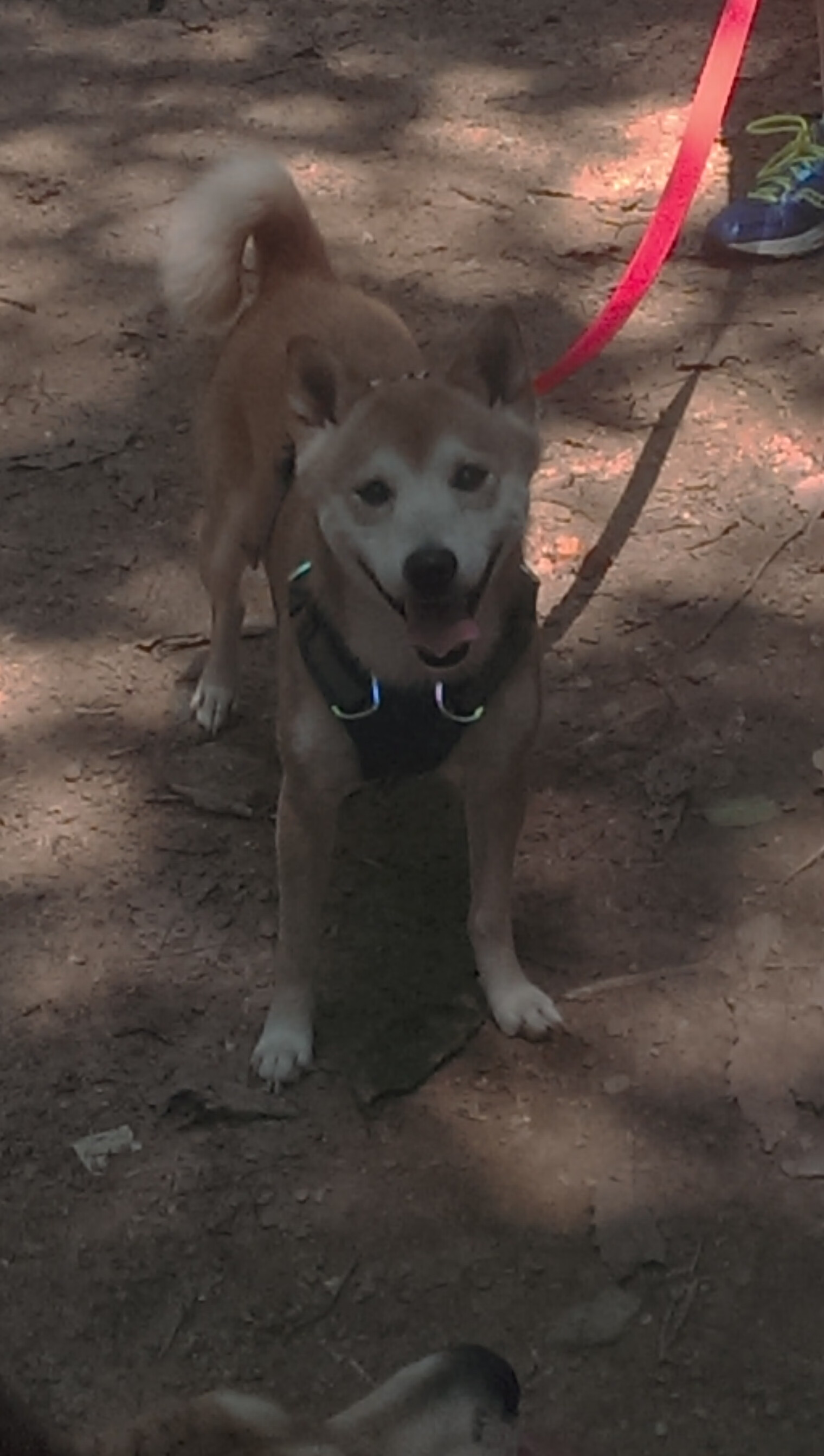 “法甲豪门对决,胜负关系到联赛命运”,法甲豪门有哪些球队