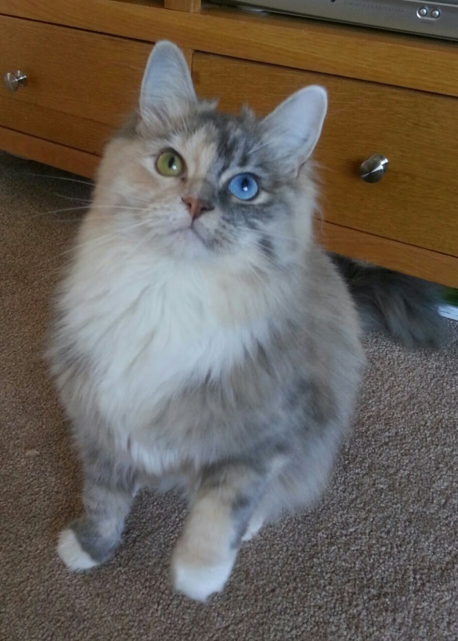 “英超激战正酣!榜首球队迎来强敌考验”,英超 激烈