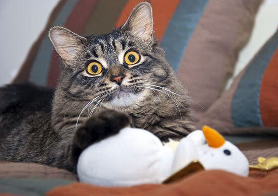 九游娱乐-“青少年足球明星巡回演讲，传播体育精神”，青少年足球宣传文案