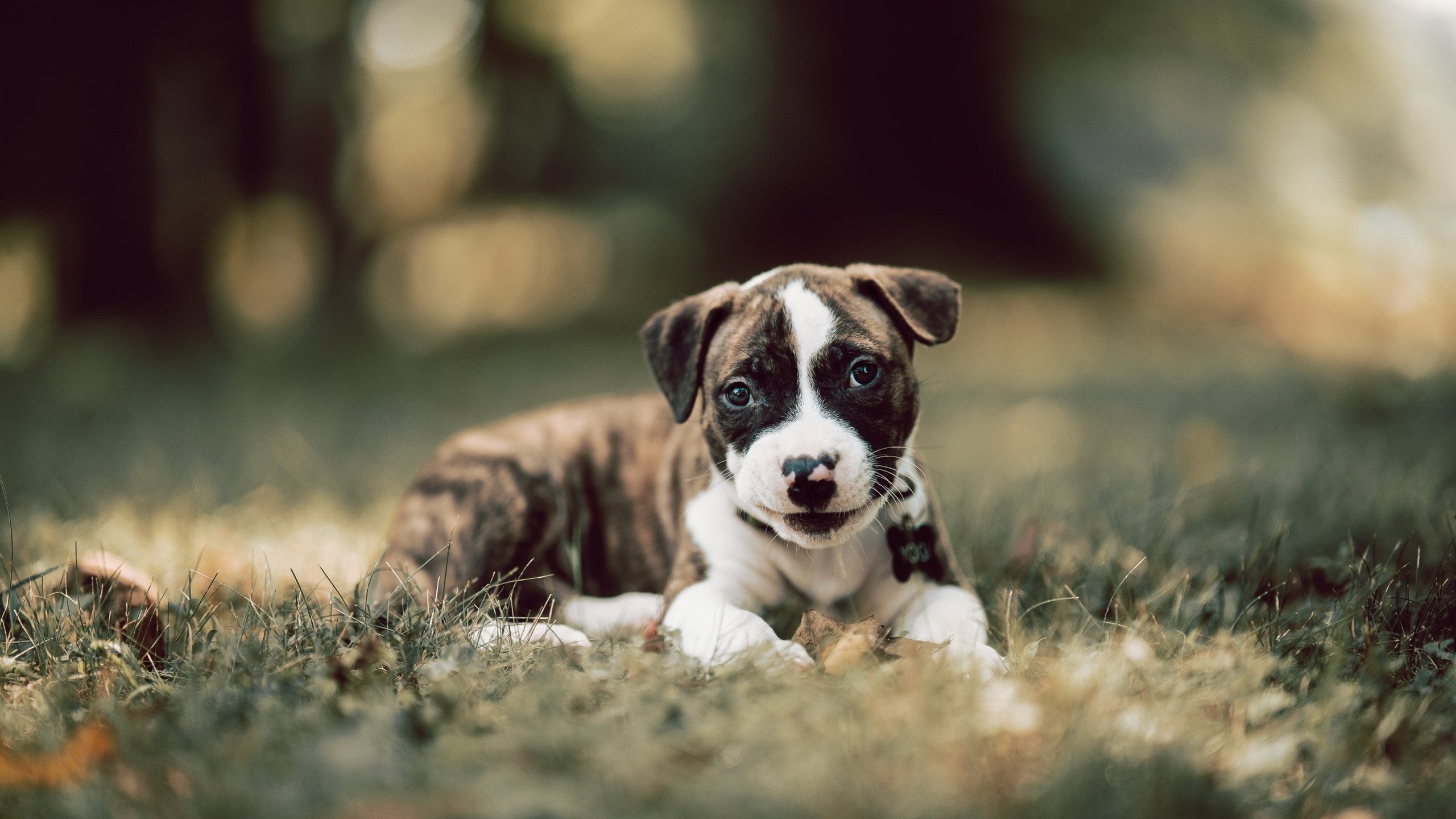 《【幕后故事】职业选手训练秘籍揭秘》,职业选手背后的艰辛