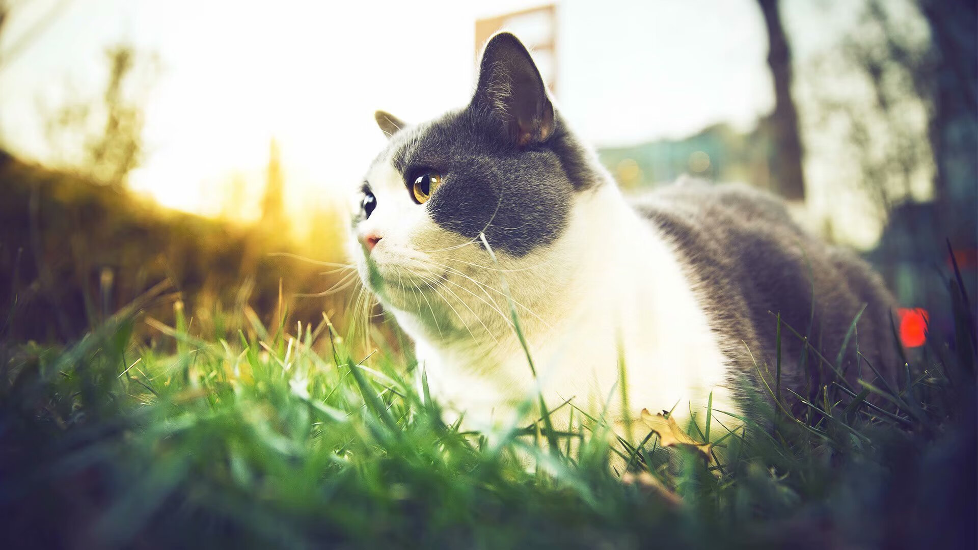 《【幕后故事】职业选手训练秘籍揭秘》,职业选手背后的艰辛