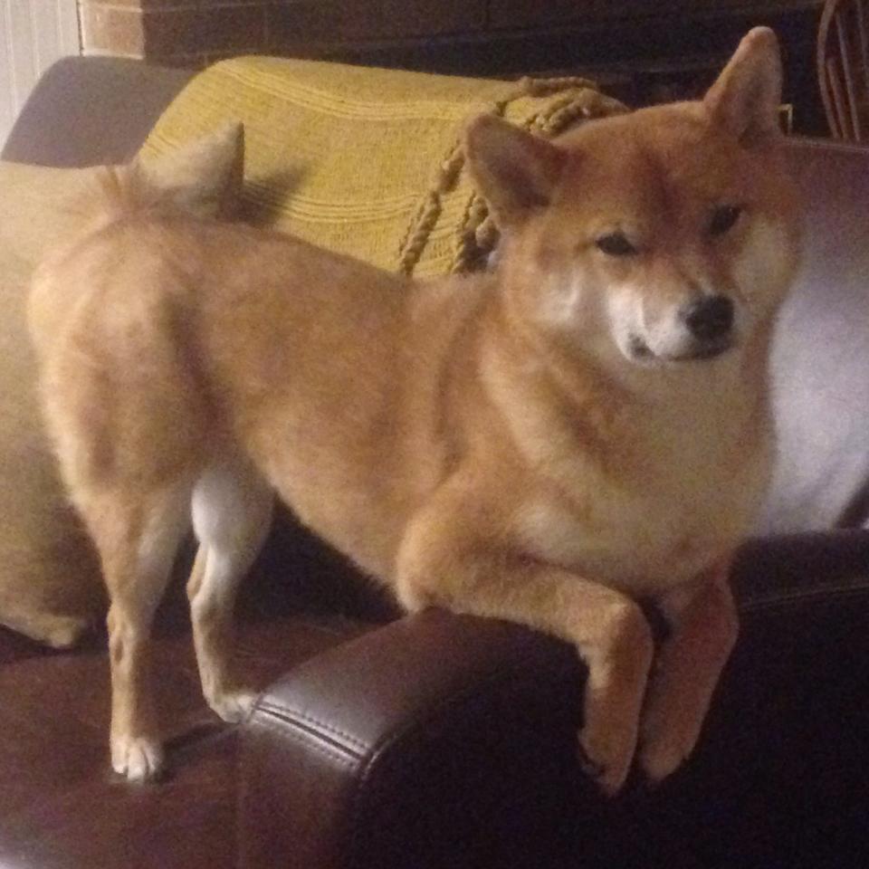 Jiu You-《跨界合作报道：电竞产品厂商与传统品牌的战略合作》，电竞合作官宣