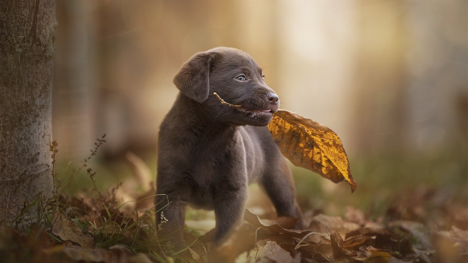 九游sports-【数据化决策】联盟引入大数据，大幅提升战术科学性，大数据 联邦