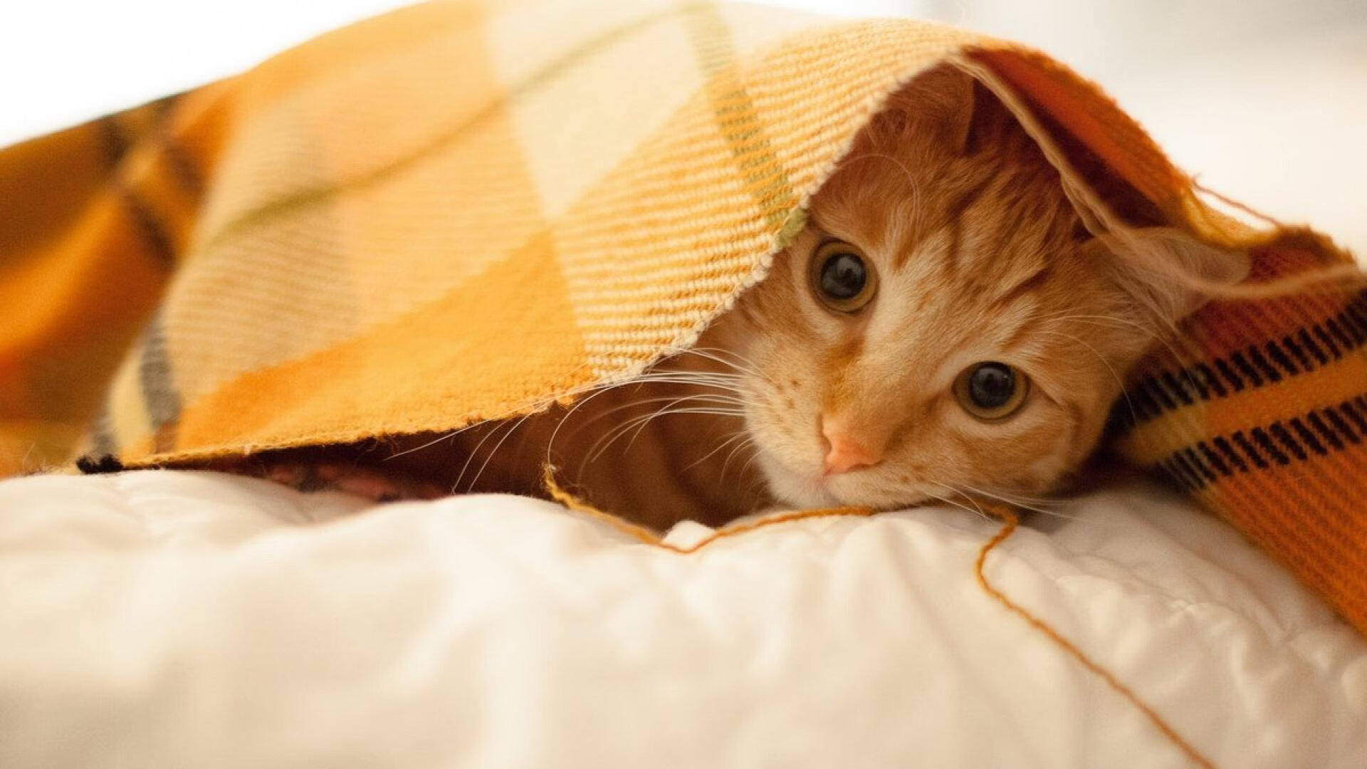 【规则内幕】裁判如何判断繁琐犯规?判罚细节全揭秘,判断犯规、违例的四个基本原则