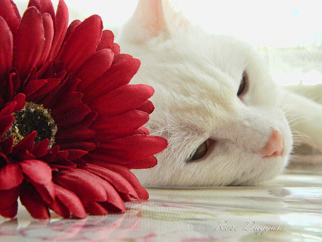 【规则内幕】裁判如何判断繁琐犯规?判罚细节全揭秘,判断犯规、违例的四个基本原则