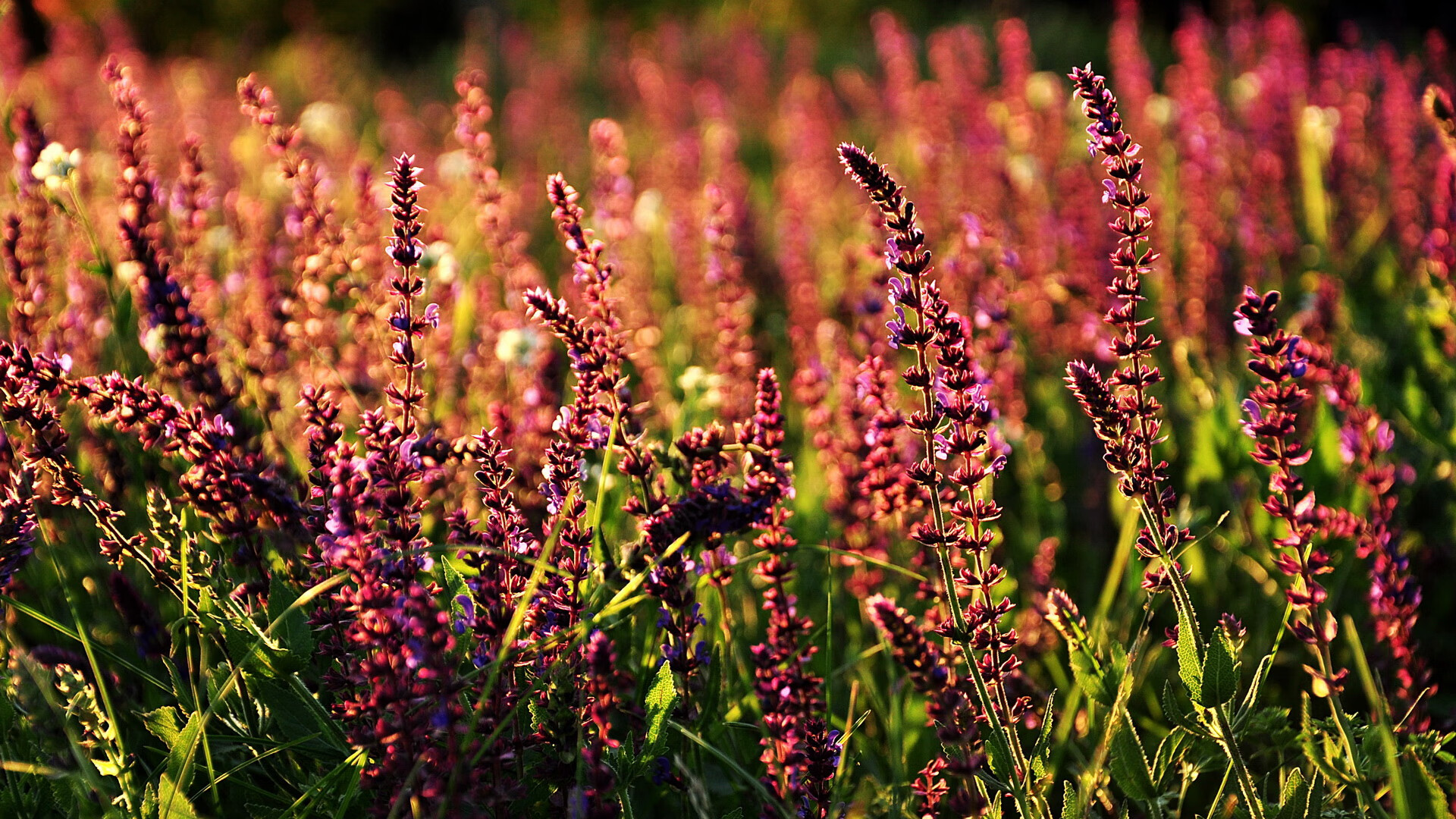 【防守大师】马克·塞尔比:细节决定成败的战术理念,马克塞尔比多少个冠军