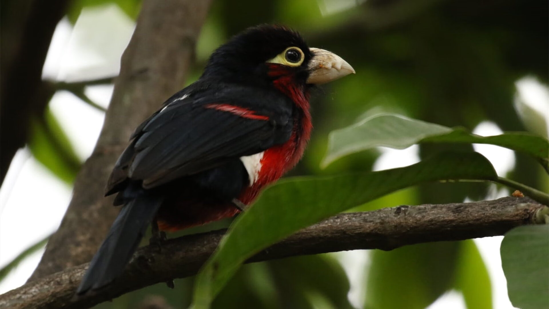世界沙滩排球锦标赛,碧海蓝天中竞技热潮,世界沙滩排球锦标赛中每队上场选手人数为