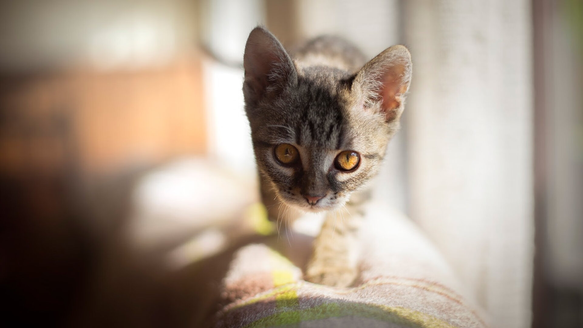 世界滑雪巡回赛中国选手表现突出，收获多枚奖牌，国际滑雪冠军