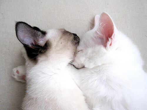 九游下载安装-亚洲杯：决赛大战引发全民热潮，亚洲杯赛程2021决赛