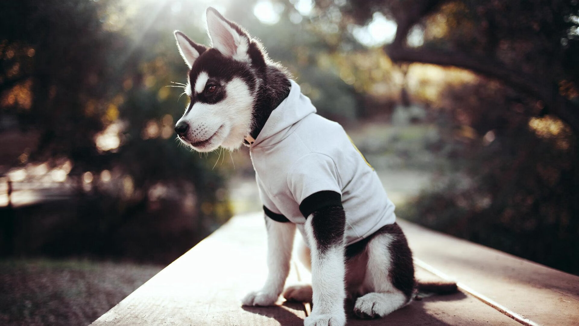 史上最“热血”的季后赛用战，激动人心的对决回顾，季后赛胜率排行榜