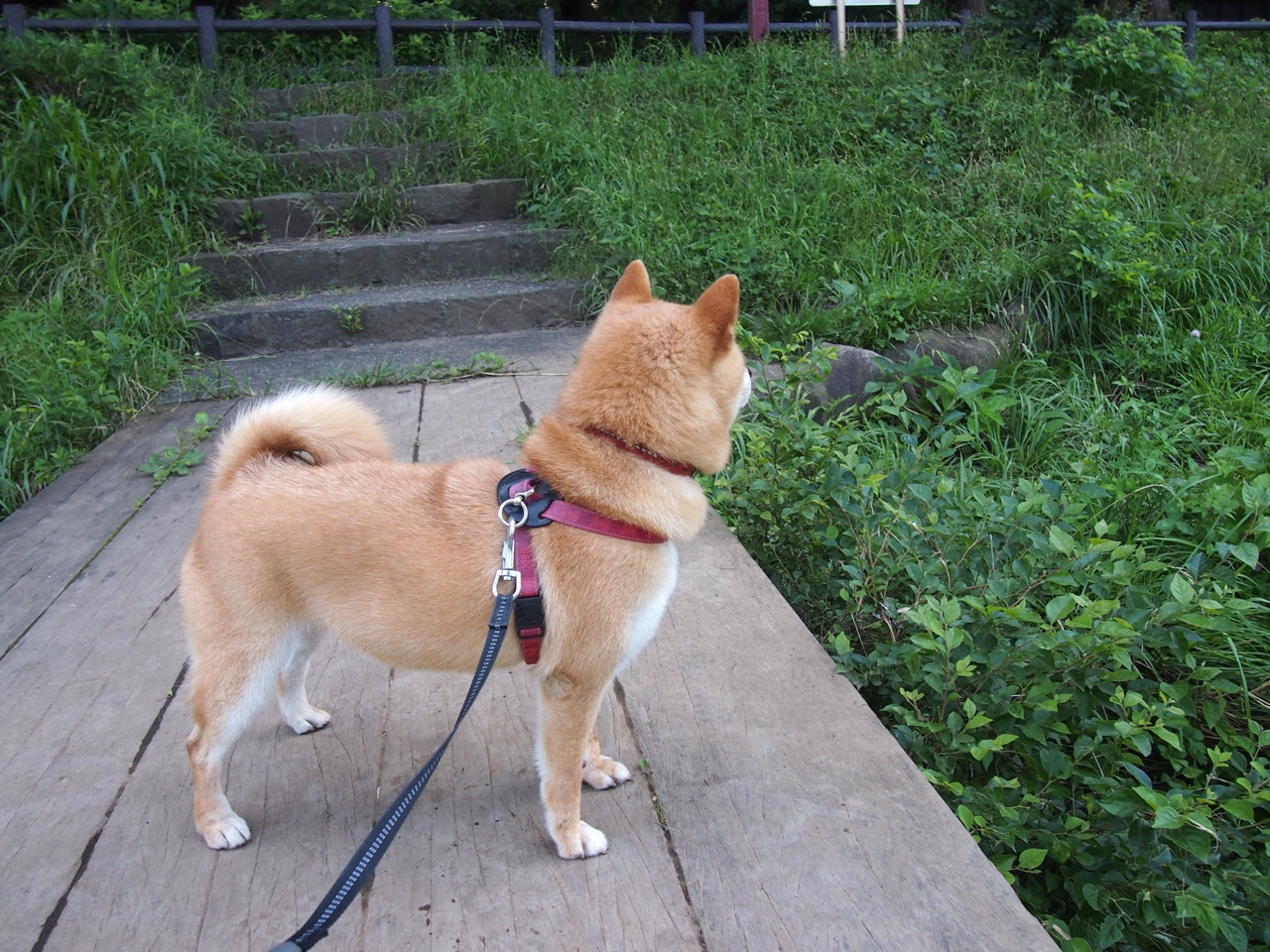 史上最“热血”的季后赛用战，激动人心的对决回顾，季后赛胜率排行榜