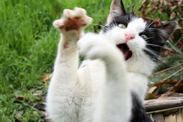 九游网游官网-国际武术套路大赛，传统韵味与现代竞技融合，2019年国际武术套路竞赛规则